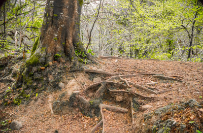 Tree and Roots, Knocksink wood, Enniskerry Ireland