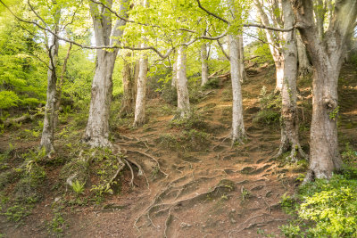 Beech Forest, Knocksink Wood, Enniskerry, Ireland