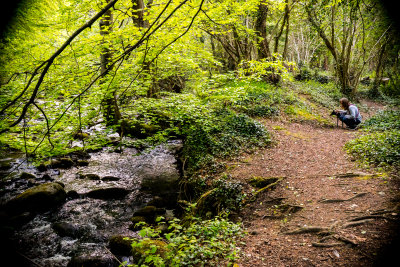 Knocksink Woods Dargle River, Enniskerry, Ireland