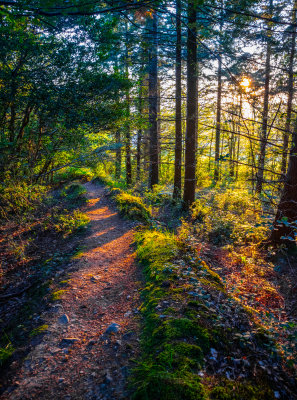 Wood at SUnset and a trail, Kindlestown Wood, Wicklow, Ireland
