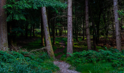 Knockree Woods, Ireland
