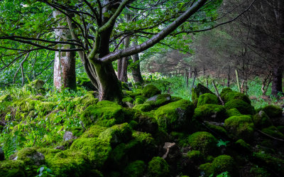 Woods, Glencree, County Wicklow, Ireland