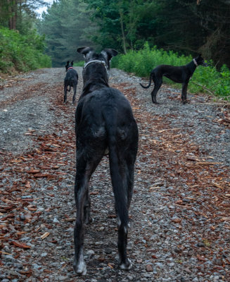 Shadow, Arlo and Fia in Kindlestown Woods