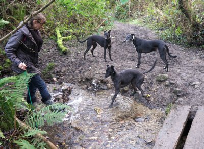 Shadow, Fia and Chloe