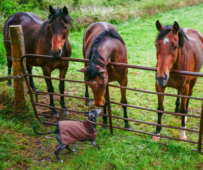 Arlo the Whippet greets the Equine