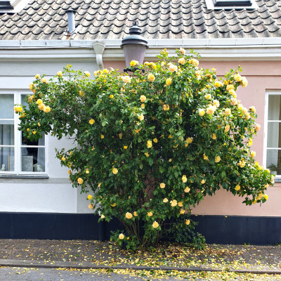 Vintergatan (den heter så!) i Ystad. Det ser ut att bli ett bra år för rosor!
