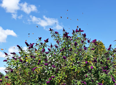 Att Buddleia kallas Fjärilsbuske kan man förstå av bilden! Massor av tistelfjärilar!