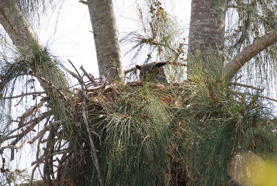great horned owl in the eagle's nest