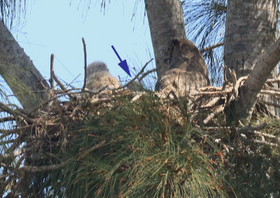 there are two owlets in the nest