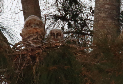 three owlets