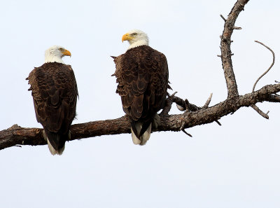 last year's two eagles