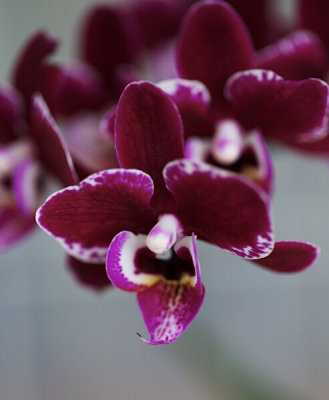 itty bitty orchid