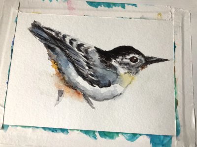 nuthatch in watercolor 