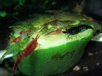 Cherry Shrimp,  (neocaridina), Rabbit Snails and friends