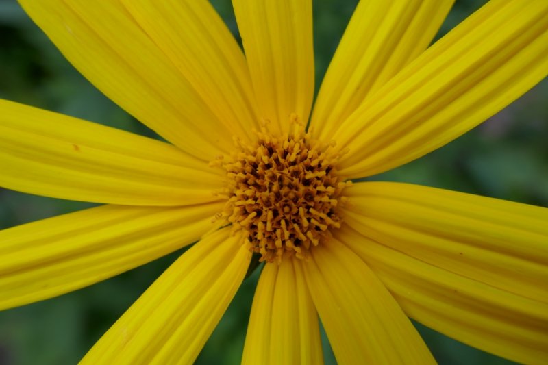 Helenium Autumnale