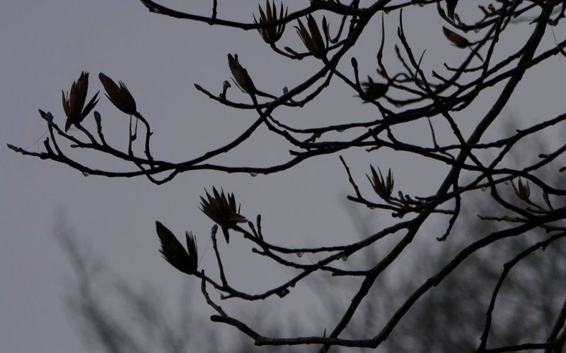 Tree in winter mood