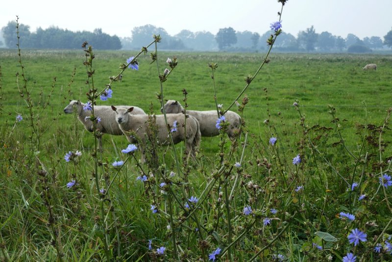 Three sheep