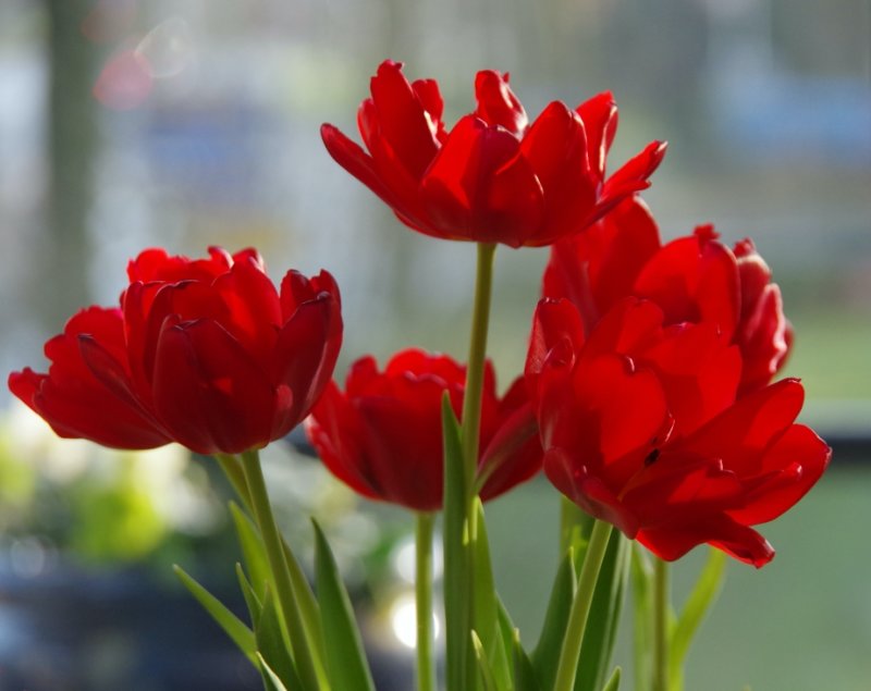 Tulips