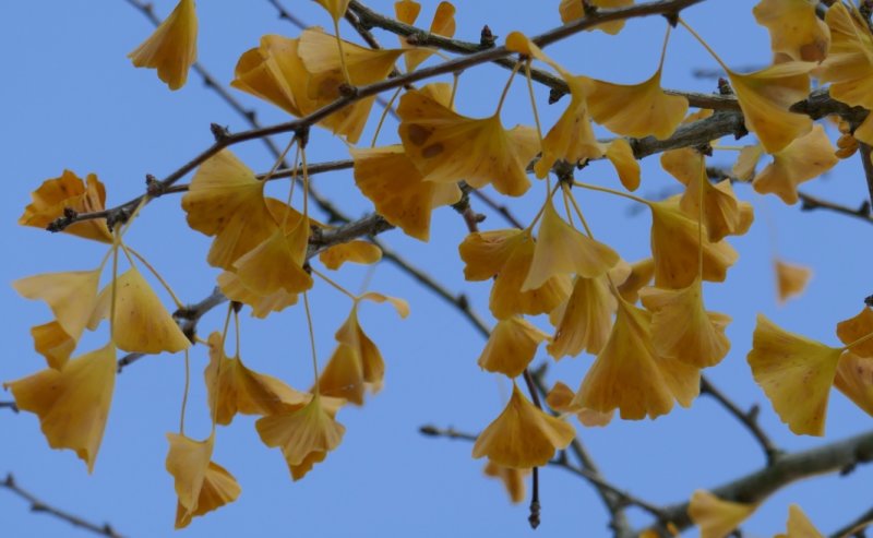 Gingko Biloba