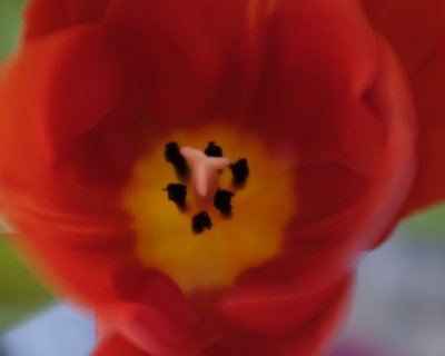 Macro