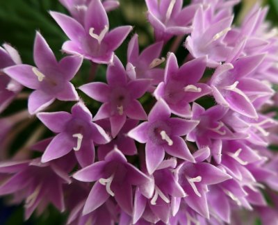 Pentas lanceolata