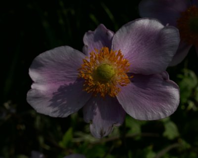 Anemone