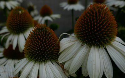 Echinacea purpurea