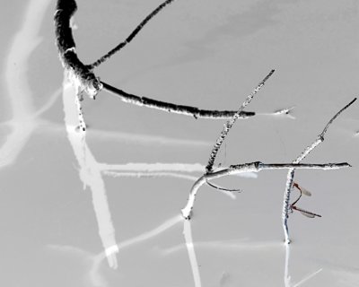 Branches