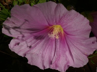 Hollyhock