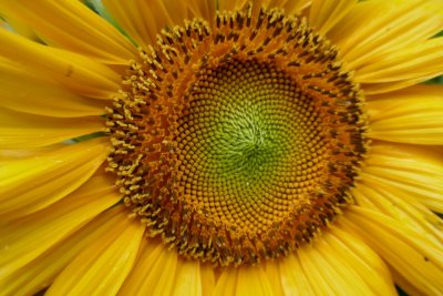 Helianthus