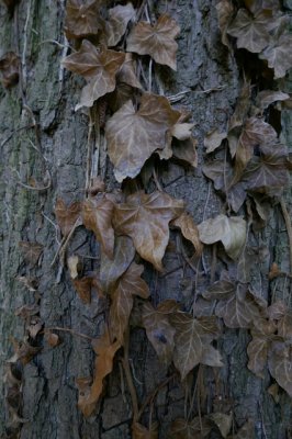 Tree trunk