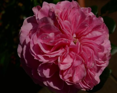 Pink Rose