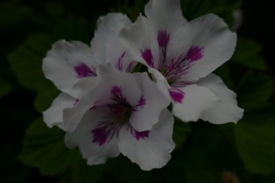 Pelargonium