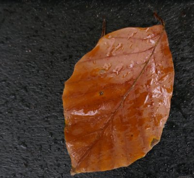 Leaf