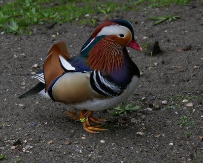 Duck