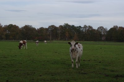 Cows