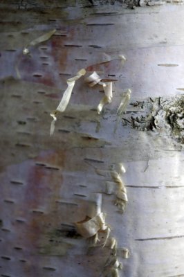 Bark
