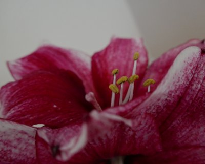 Hippeastrum