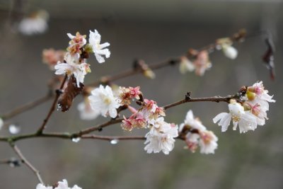 Winter flower