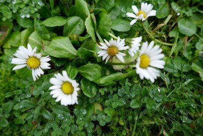 The merry daisies