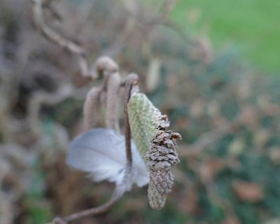 Catkins