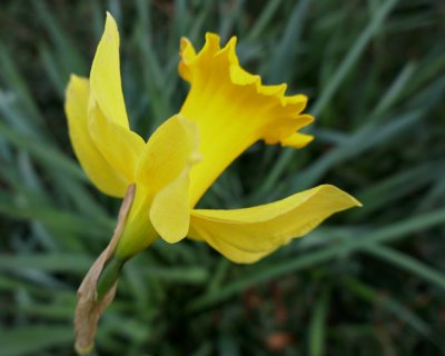 Trumpet daffodil