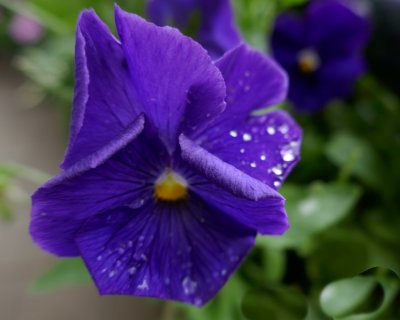 Violet