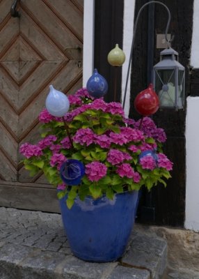 Hortensia