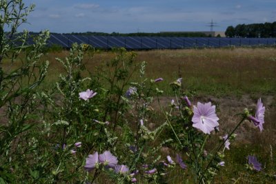 Lavatera