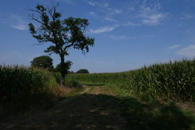 Maize fields