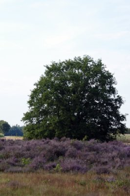 Tumulus