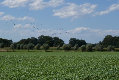 Pollard willows