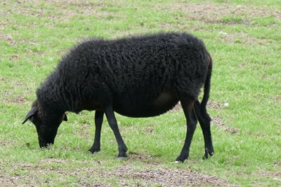 Black sheep