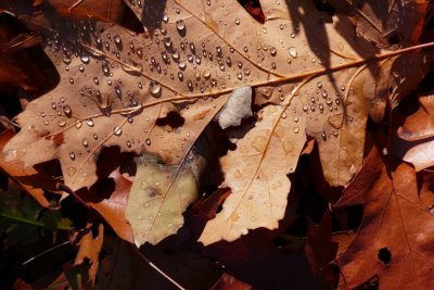 Dew drops